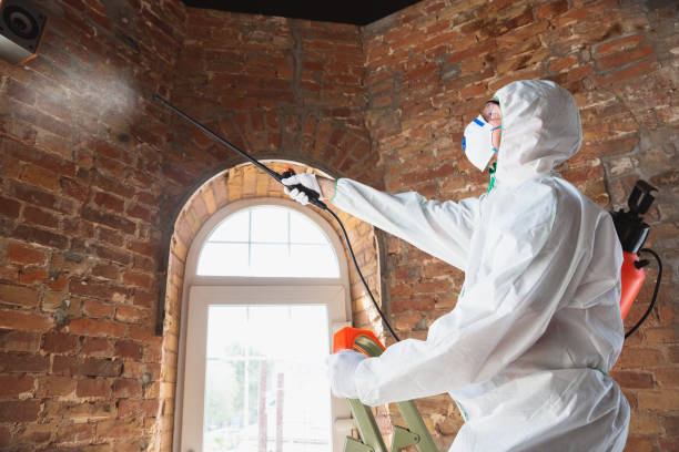 Why You Should Choose Our Mold Remediation Services in Barton Creek, TX